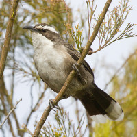 White-browed Babbler